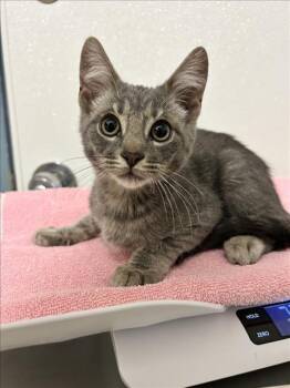 Rescue Domestic Short Hair Cats for Adoption in Hayward, California - JACK | PetCurious