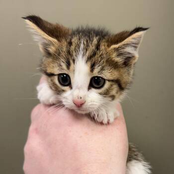 Montana (Holland Cat Cove) -  Domestic Short Hair Cat for Adoption in West Olive, Michigan - Montana (Holland Cat Cove) | PetCurious