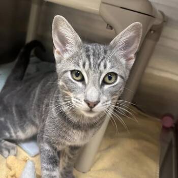 Jellycat -  Domestic Short Hair Cat for Adoption in Walnut Creek, California - Jellycat | PetCurious