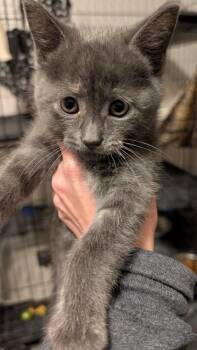 Domestic Short Hair Cats Available for Adoption in Plymouth, Michigan - Gray Mom Baby 3- Eyebrows | PetCurious