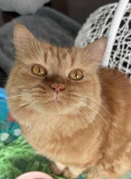 British Shorthair and Maine Coon Cats Available for Adoption in Brampton, Ontario - Oranga | PetCurious