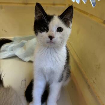 Domestic Short Hair Cats Available for Adoption in Ojai, California - Kamden | PetCurious