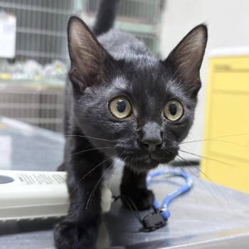 Celeste-5951 -  Domestic Short Hair Cat for Adoption in Tyler, Texas - Celeste-5951 | PetCurious