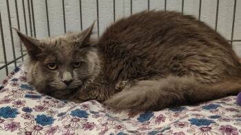 Domestic Long Hair Cats Available for Adoption - Bailey | PetCurious