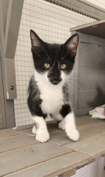 Strawberry -  Domestic Short Hair Cat for Adoption in Villa Park, California - Strawberry | PetCurious