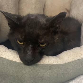 Rescue Domestic Short Hair Cats for Adoption in Los Angeles, California - Slurpee | PetCurious
