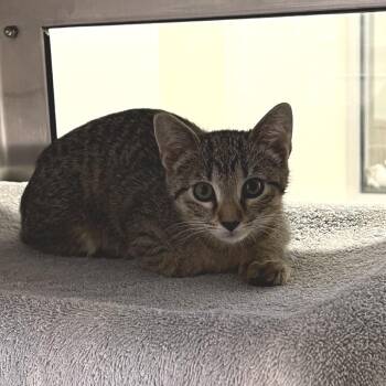 Venus Mcflytrap -  Domestic Short Hair Cat for Adoption in York, Pennsylvania - Venus Mcflytrap | PetCurious