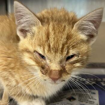Gringo -  Domestic Medium Hair Cat for Adoption in Charleston, West Virginia - Gringo | PetCurious