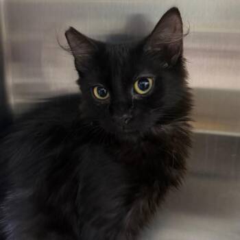 Ash -  Domestic Long Hair Cat for Adoption in Las Vegas, Nevada - Ash | PetCurious