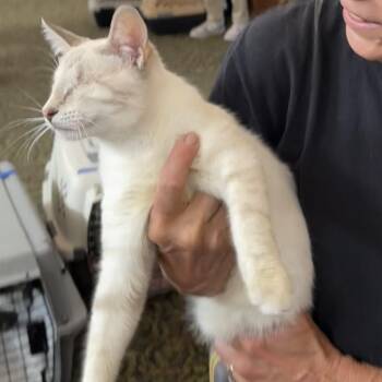 Rescue Siamese Cats for Adoption in Napa, California - Spring (BS) | PetCurious