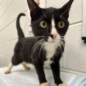 Miracle -  Domestic Short Hair Cat Available for Adoption in Chattanooga, Tennessee - Miracle | PetCurious