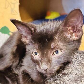 Gramercy Mansion [white] -  Domestic Short Hair Cat for Adoption in Baltimore, Maryland - Gramercy Mansion [white] | PetCurious