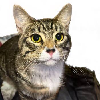 Domestic Short Hair Cats Available for Adoption in Graham, Washington - TIGGER (Bonded With Roo) | PetCurious