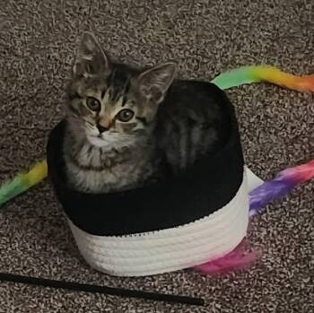 Sausage -  Domestic Short Hair Cat for Adoption in Elyria, Ohio - Sausage | PetCurious
