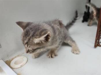 Domestic Short Hair Cats Available for Adoption in Houston, Texas - A655525 | PetCurious
