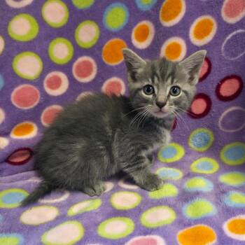 Burgy -  Domestic Short Hair Cat for Adoption in Mt. Juliet, Tennessee - Burgy | PetCurious