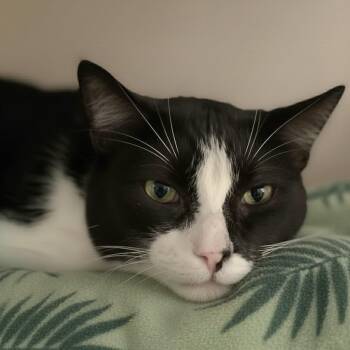 Mr. Winston Purrcy -  Domestic Short Hair Cat for Adoption in Charleston, South Carolina - Mr. Winston Purrcy | PetCurious