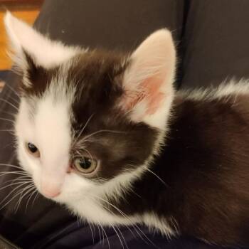 Domestic Short Hair Cats Available for Adoption in Baltimore, Maryland - Turtle Toes 2 (red) | PetCurious