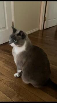 Rebel -  Domestic Short Hair Cat for Adoption in South Pasadena, California - Rebel | PetCurious