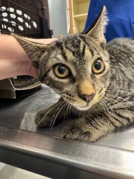 Mississippi -  Domestic Short Hair Cat for Adoption in Bloomington, Indiana - Mississippi | PetCurious