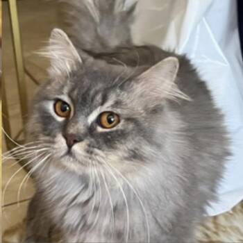 Rescue Maine Coon Cats for Adoption in Merrifield, Virginia - Ashton Kuwait (bonded W/Candy Cane Kuwait) | PetCurious