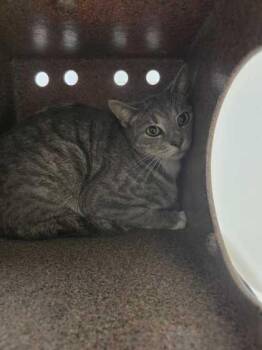 Lovely -  Domestic Short Hair Cat Available for Adoption in Sevierville, Tennessee - Lovely | PetCurious