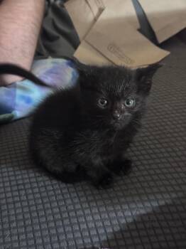 Veldora -  Domestic Short Hair Cat Available for Adoption in Johnson City, Tennessee - Veldora | PetCurious