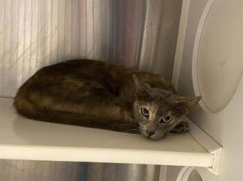 DAWN -  Domestic Short Hair Cat for Adoption in Tustin, California - DAWN | PetCurious