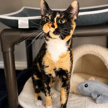 Ravine -  Domestic Short Hair Cat for Adoption in Hopkinton, Massachusetts - Ravine | PetCurious