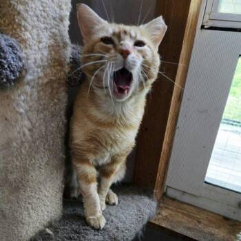 Nacho -  Tabby and Domestic Short Hair Cat Available for Adoption in Knoxville, Tennessee - Nacho | PetCurious