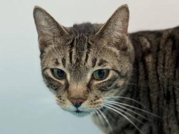 Domestic Short Hair Cats Available for Adoption in Portland, Oregon - Esteban | PetCurious