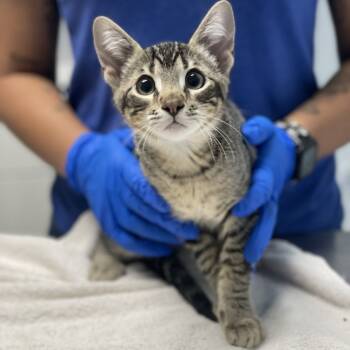 Rescue Domestic Short Hair Cats for Adoption in Riverside, California - Loko | PetCurious