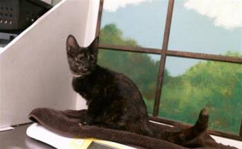 JENNI -  Domestic Short Hair Cat for Adoption in Houston, Texas - JENNI | PetCurious