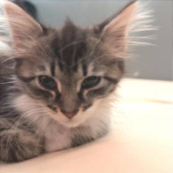 Awake and Confused -  Domestic Medium Hair Cat for Adoption in Fredericksburg, Virginia - Awake And Confused | PetCurious