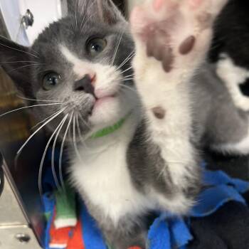 Lee -  Domestic Short Hair Cat for Adoption in Fort Wayne, Indiana - Lee | PetCurious