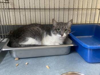 Trixie -  Domestic Short Hair Cat for Adoption in King George, Virginia - Trixie | PetCurious