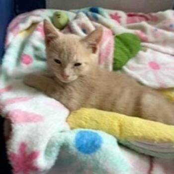 Clove -  Domestic Short Hair Cat for Adoption in North Myrtle Beach, South Carolina - Clove | PetCurious