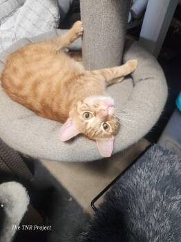 Tabby Cats Available for Adoption in Monrovia, California - Cyrus | PetCurious