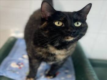 PRISCILLA -  Domestic Short Hair Cat for Adoption in Loveland, Colorado - PRISCILLA | PetCurious