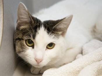 Domestic Short Hair Cats Available for Adoption in Phoenix, Arizona - NURA | PetCurious