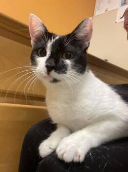Vivo -  Domestic Short Hair Cat for Adoption in Bellingham, Washington - Vivo | PetCurious