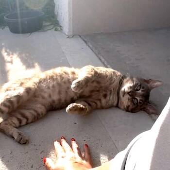 Domestic Short Hair Cats Available for Adoption in Edinburg, Texas - Leo | PetCurious
