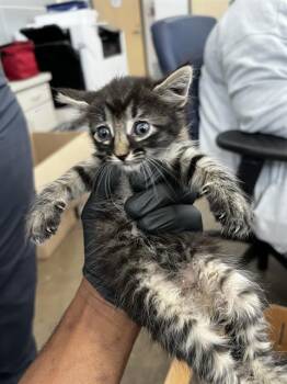 SHARRON -  Domestic Medium Hair Cat for Adoption in Dallas, Texas - SHARRON | PetCurious