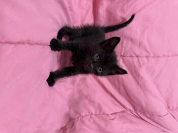 Domestic Short Hair Cats Available for Adoption in Fruit Heights, Utah - Swatch | PetCurious