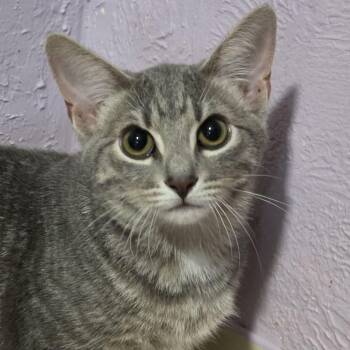 Rosetta -  Domestic Short Hair Cat for Adoption in Shippenville, Pennsylvania - Rosetta | PetCurious