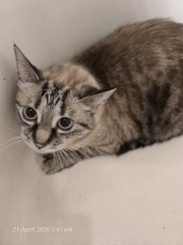Tabby Cats Available for Adoption in Burnaby, British Columbia - Suzy | PetCurious