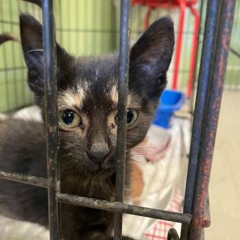 Gucci -  Domestic Medium Hair Cat for Adoption in St. Helena, California - Gucci | PetCurious