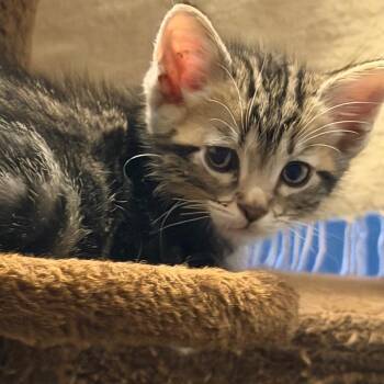 Aladdin -  Domestic Short Hair Cat for Adoption in Tustin, California - Aladdin | PetCurious