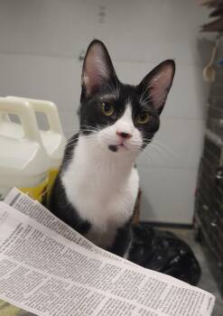 Domestic Short Hair and Tuxedo Cats Available for Adoption in Herndon, Virginia - Pink (& Lazarus) Bonded | PetCurious