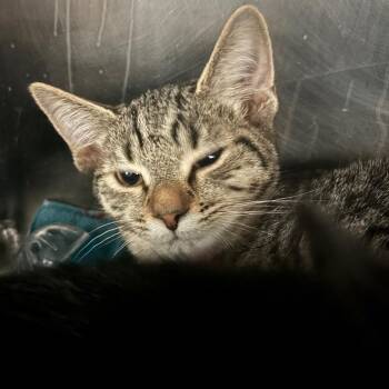 Domestic Short Hair Cats Available for Adoption in Lakeland, Florida - Elphaba | PetCurious